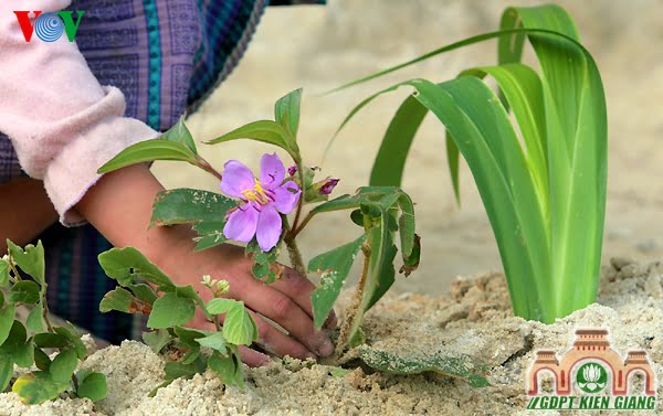 Người Cày Ruộng – Lời Phật Dạy Trong Kinh Tạng Nikàya